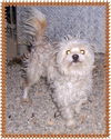 Scamper