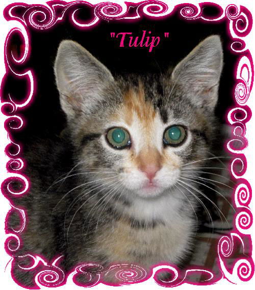 Tulip