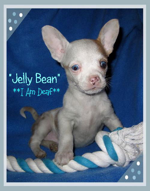 Jelly Bean