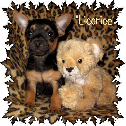 Licorice