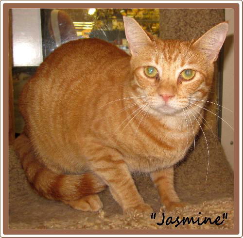 Jasmine