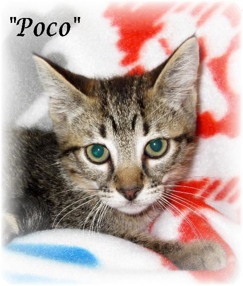 Poco