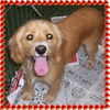 Holly Bear