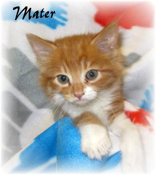 Mater