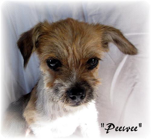 Pee Wee