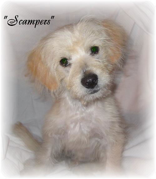 Scampers