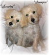 Scampers