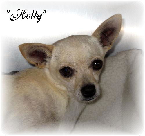 Holly