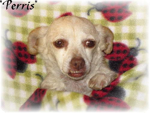 Perris