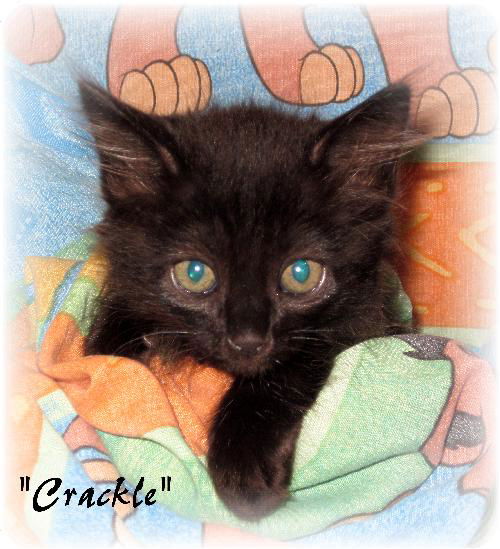 Crackle
