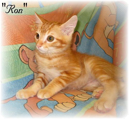 Ron