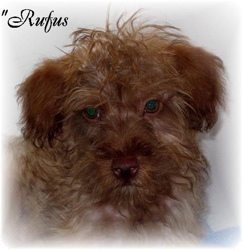 Rufus