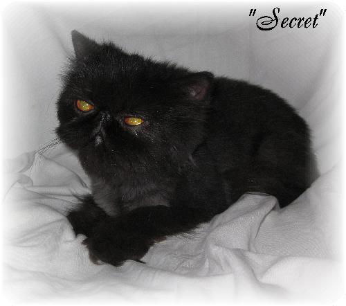 Secret