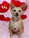 Riley