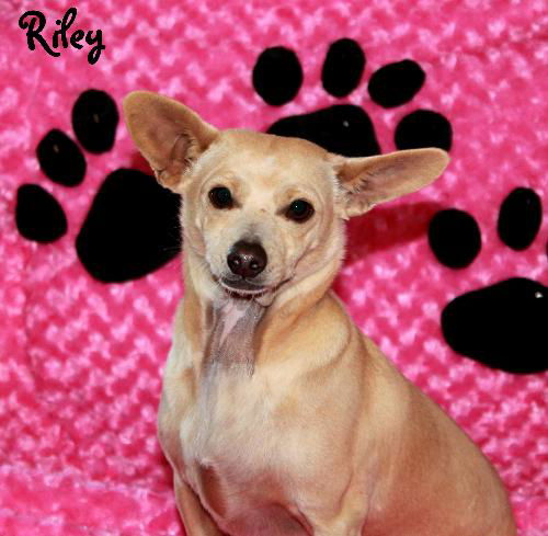 Riley