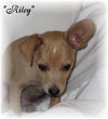 Riley