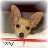 Riley