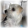 Pepper