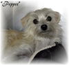 Pepper