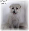 Pepper