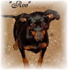 Roo