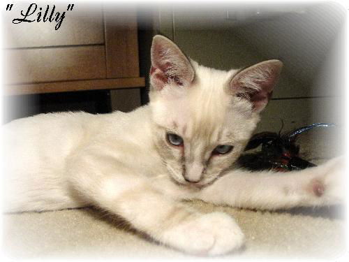 Lilly