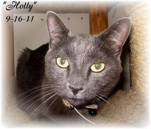 Holly