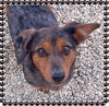 Cheyenne