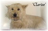 Clarice