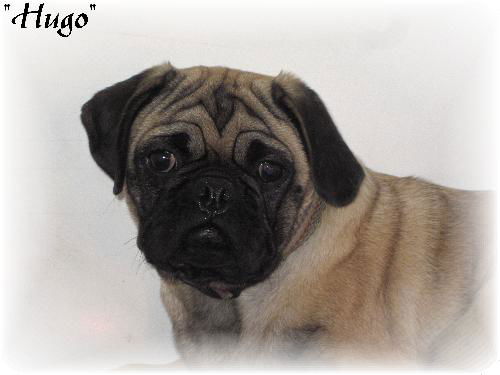 Hugo