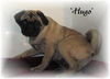 Hugo