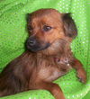 Roxie