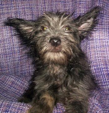 Scruffy