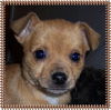 Cujo