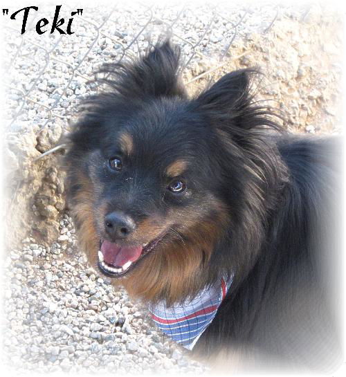 Teki