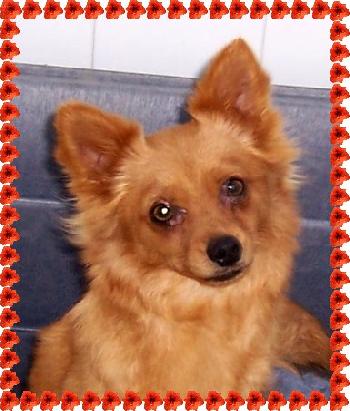 Brownie