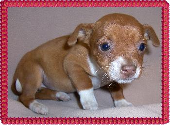 Honey Bear