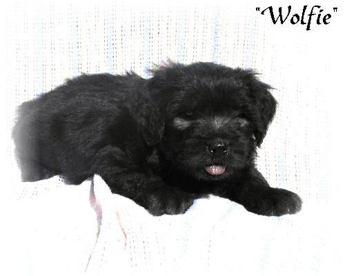 Wolfie