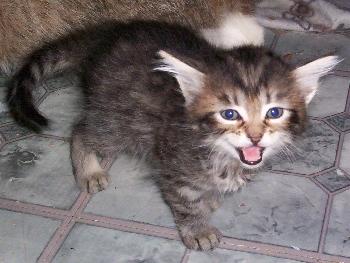 Mini-Tiger