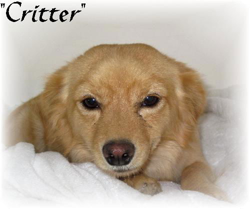 Critter