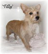 Tilly