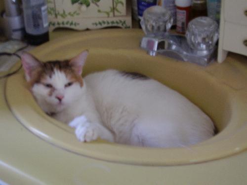 Prissy