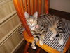 Prissy