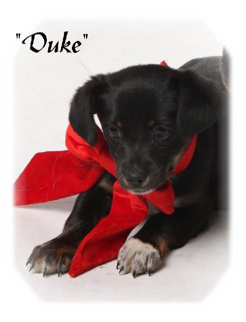 Duke