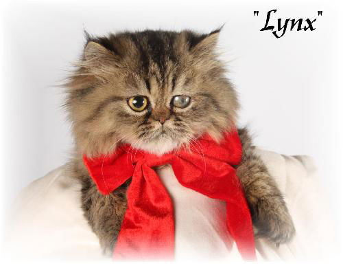 Lynx