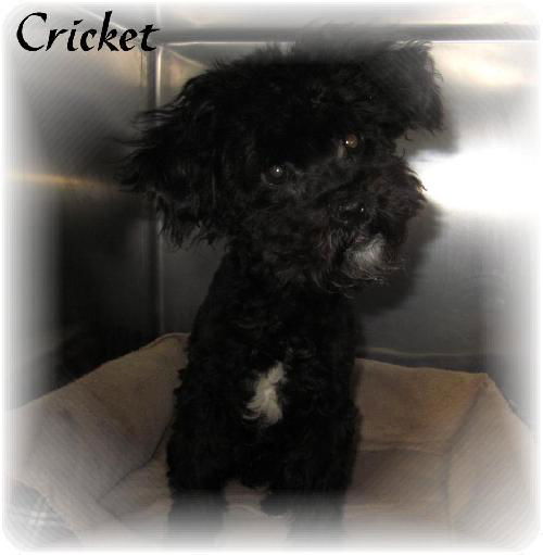Cricket