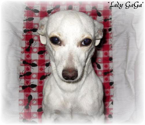 Lady
