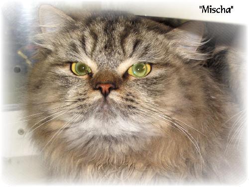 Mischa