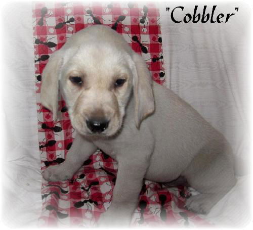 Cobbler