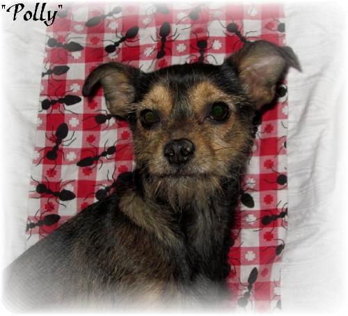 Polly